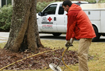 charleston tree services