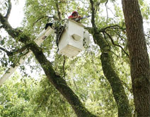 charleston tree services